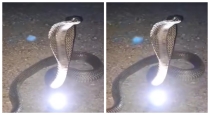 snake-nagamani-viral-video