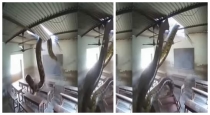 Anaconda-enters-classroom-viral-video