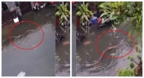 Bali-flood-giant-python-viral-video