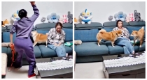 China-pet-dog-bites-owner-daughter-viral-video