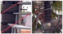 Thoothukudi-palm-tree-stair-innovation
