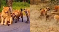 lion-vs-wild-dogs-video