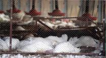 Maharashtra Thane Bird Flu Infection District Administration Order Kill 25 Thousand Chicken in Farms 