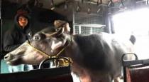 Passenger train turns into cattle class Buffalo takes ride in local train