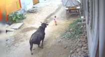 Child-attacked-by-bull-video-goes-viral