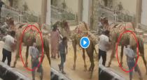 a Camel Tortured by Man Camel Karma Attacks 