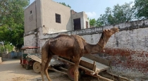 Uttar Pradesh Women Died Camel Cracks her Throat 