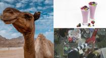 3 college students arrested who asked camel milkshake near pondichery
