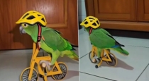 parrot-rides-bicycle-video
