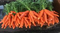 Benefits of Eating Carrot Tamil