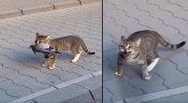 Angry-cat-attacks-car-viral-video