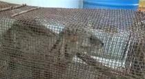 a Rare Case large spotted civet Punugu Poonai Captured Near Erode Sathyamangalam Village