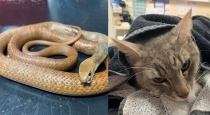 Snake and cat viral video 