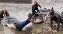 giant-catfish-ai-attack-video-viral