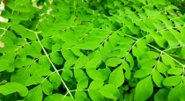 moringa-leaves-a-fitting-solution-for-anemia-and-eye-he