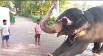 Pondicherry Karaikal Thirunallar Saneeswaran Temple Elephant Play with Children Hide and See Game