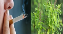 cigarette-smoking-persons-avoid-using-thulasi