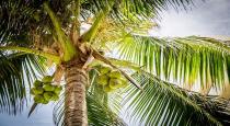 ambatur-worker-death-by-slipped-in-coconut-tree