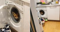 fox found in washing machine