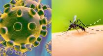 mosquito-can-not-spread-corono-virus