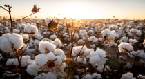 Cotton sold for 1.50 crore