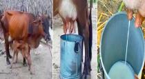 cow-giving-automatic-milk-video-goes-viral