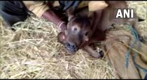 Chhattisgarh Cow Delivery Baby Have 3 Eyes and 4 Nose Peoples Says Cow Like Lord Shiva
