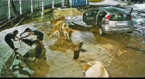 Mysterious Men Kidnap Cow in Car CCTV Footage Goes Viral in Pune
