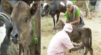 Cow calf giving milk after 14 days of birth near erode