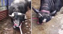 pregnant-cow-kneels-down-refusing-to-move-to-slaughterh