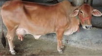 man raped cow madhyapradesh