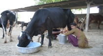 man-cut-cow-milk-area-which-gives-more-milk-after-sold