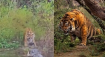Tiger-escapes-crocodile-attack-viral-video
