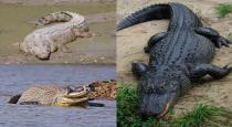 Crocodile bite man who went swimming in Gujarat