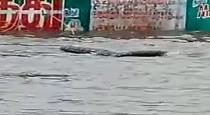 Video of the crocodile spreading in kooduvancheri