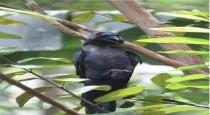 why-crow-commit-suicide-tamil