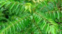 Health Benefits of curry leaf in tamil