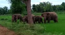 elephant-attacked-a-village-cattle