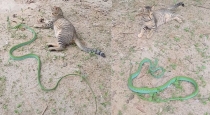 cat-vs-snake-video-viral