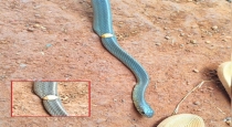 Kerala-kasaragod-snake-ring-incident