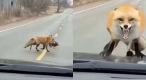 Fox-attacks-driver-after-horn-scare-video-viral