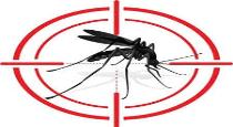 how avoid dengue