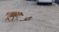 dog-cat-funny-viral-video
