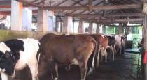 22 years young man raped cow in pune