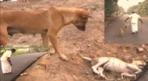 dog-love-video-goes-viral