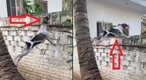 Dog viewing another house video goes viral