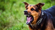 In Maharashtra Rajkot 3 Year Old Girl Dies Dog Attack 