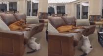 a-cat-play-hide-and-see-game-with-dog-trending-video-tw