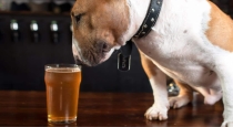 England Dog Drinks Alcohol 