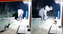 elephant-falls-due-to-dog-bark-viral-video